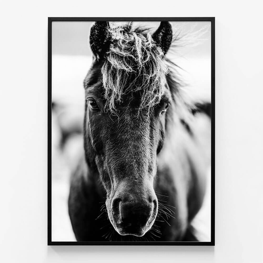 Dark Icelandic Horse