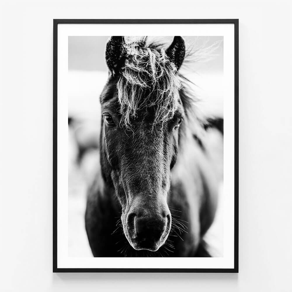 Dark Icelandic Horse