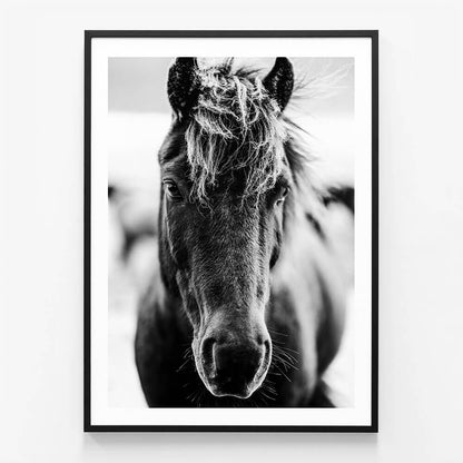 Dark Icelandic Horse
