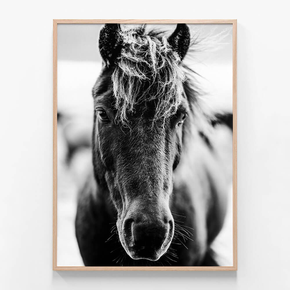 Dark Icelandic Horse