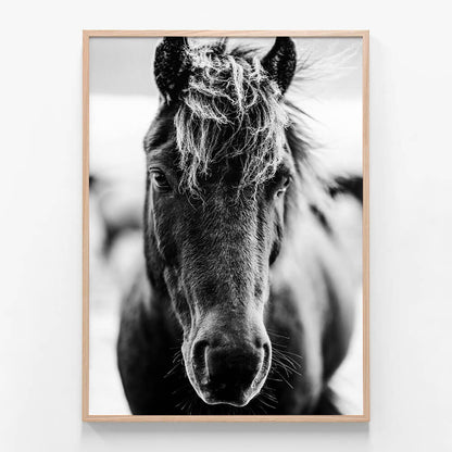 Dark Icelandic Horse