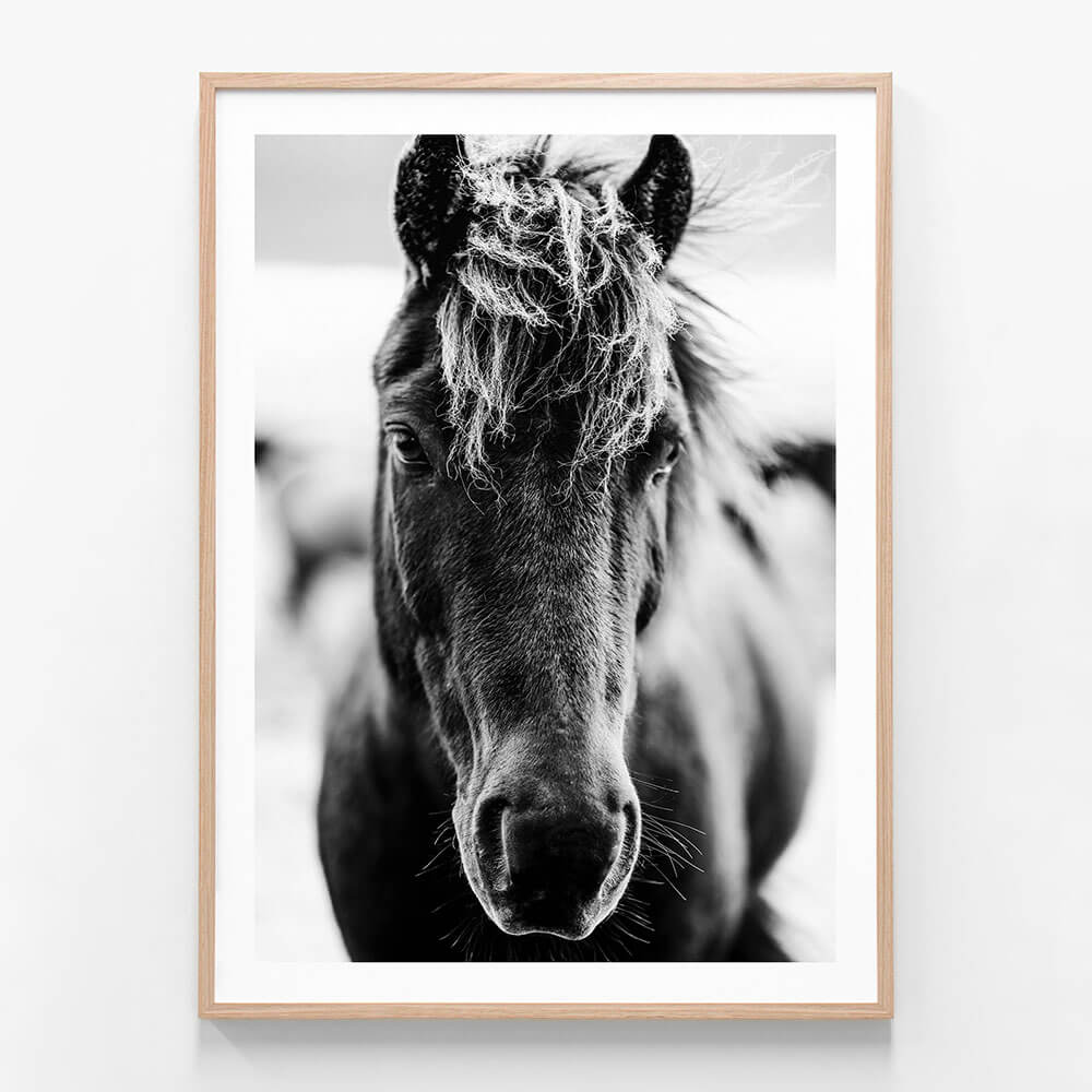 Dark Icelandic Horse