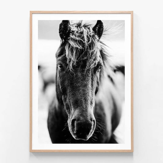 Dark Icelandic Horse