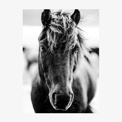 Dark Icelandic Horse