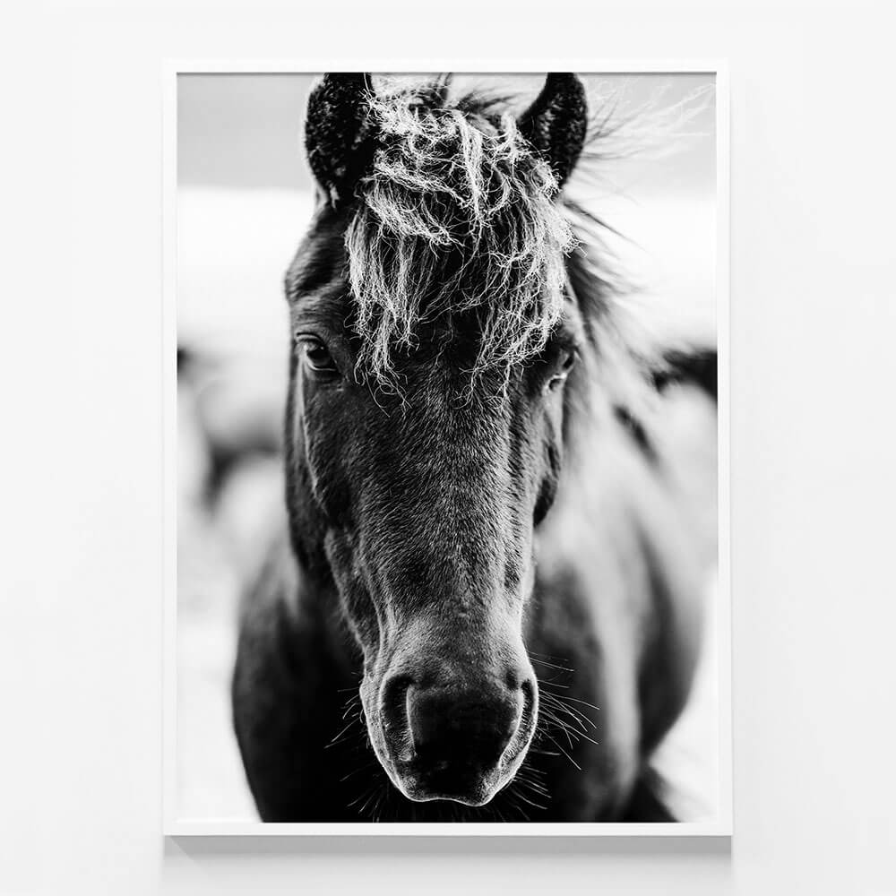 Dark Icelandic Horse
