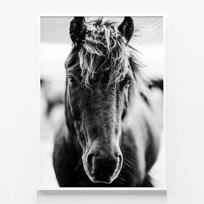 Dark Icelandic Horse