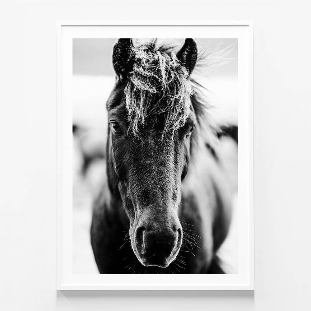 Dark Icelandic Horse
