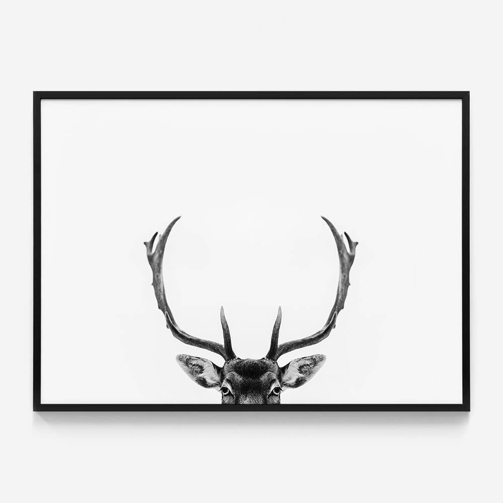 Deer Antlers