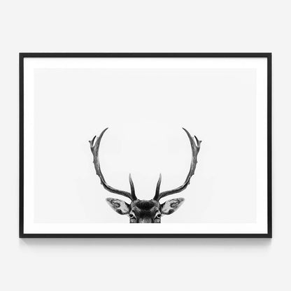 Deer Antlers