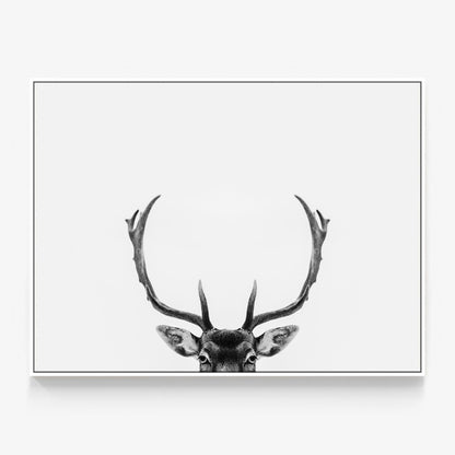 Deer Antlers Canvas