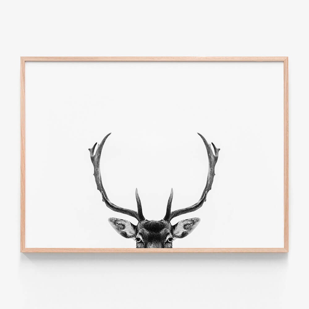 Deer Antlers