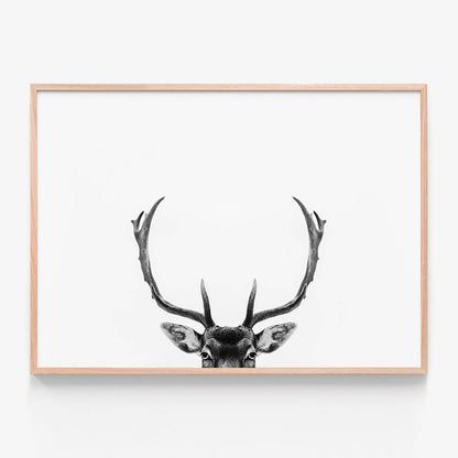 Deer Antlers