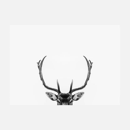 Deer Antlers