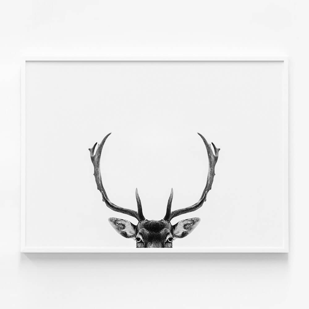 Deer Antlers