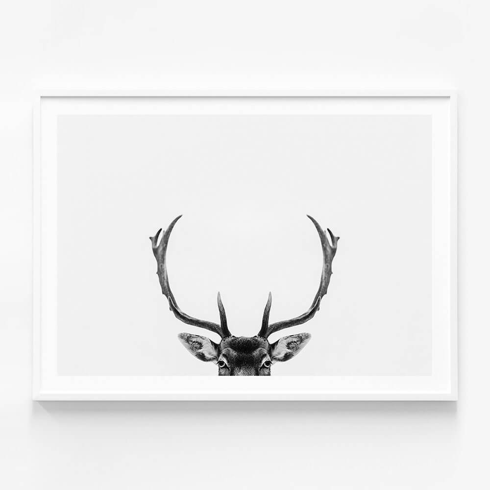 Deer Antlers