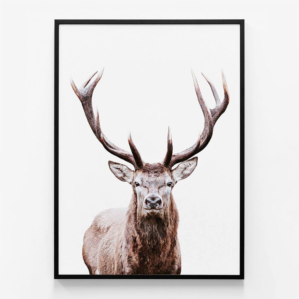 Deer Portrait