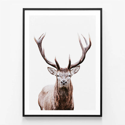 Deer Portrait