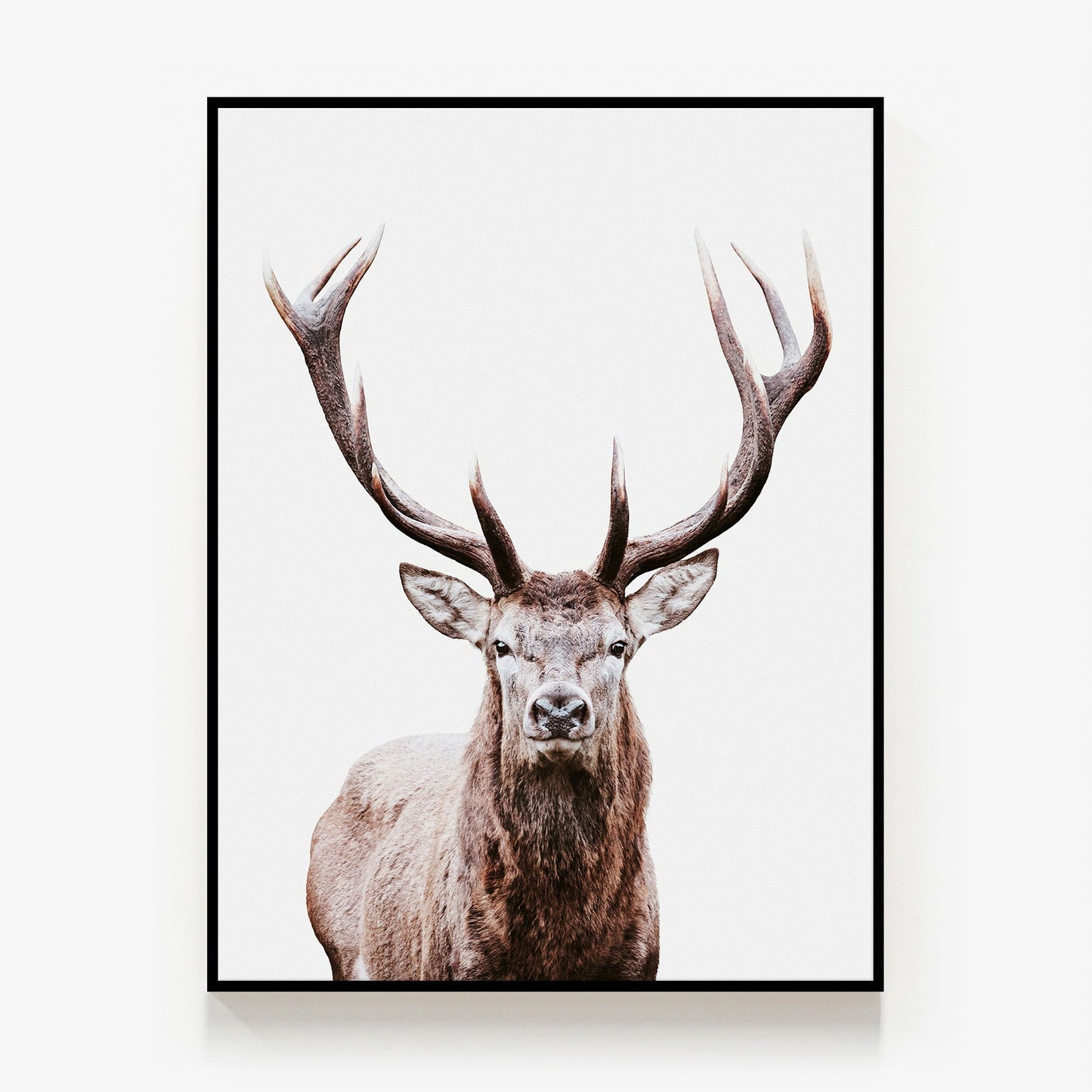 Deer Portrait Canvas