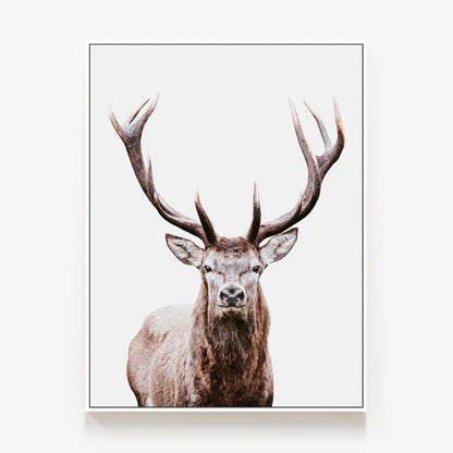 Deer Portrait Canvas
