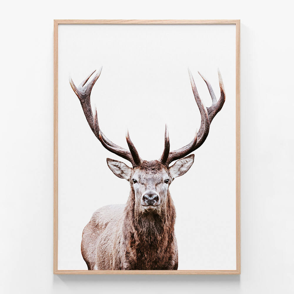 Deer Portrait