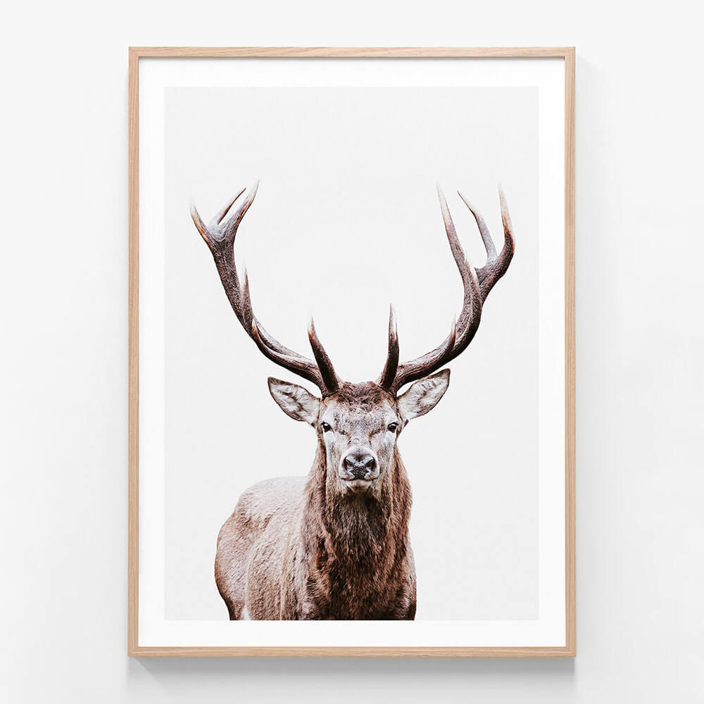 A framed print portrait of a deer with a prominent rack of antlers