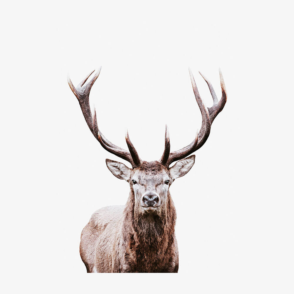 Deer Portrait