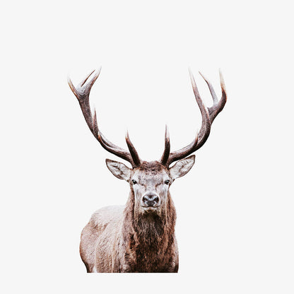 Deer Portrait