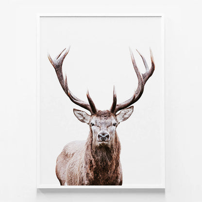 Deer Portrait