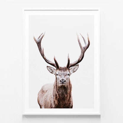 Deer Portrait