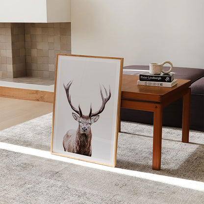 Deer Portrait