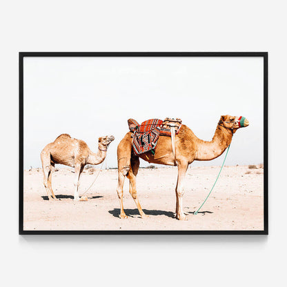 Desert Camels