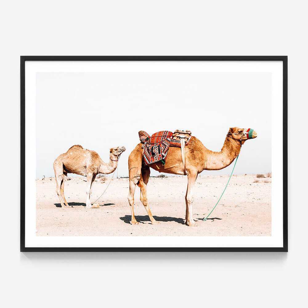 Desert Camels