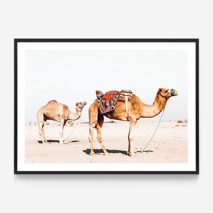 Desert Camels