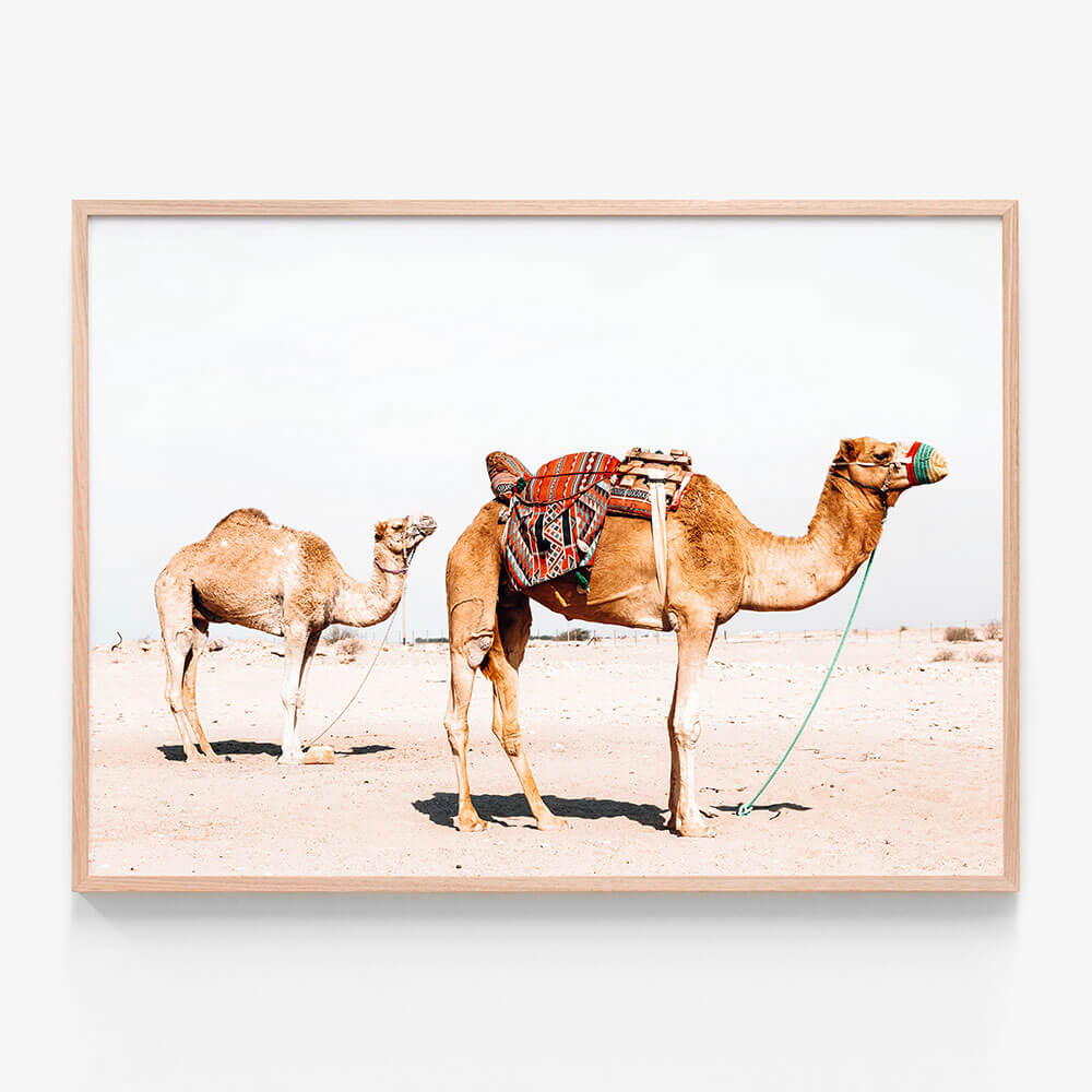 Desert Camels