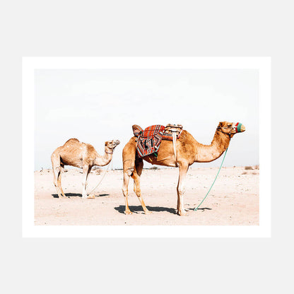 Desert Camels