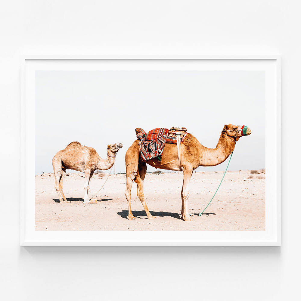 Desert Camels