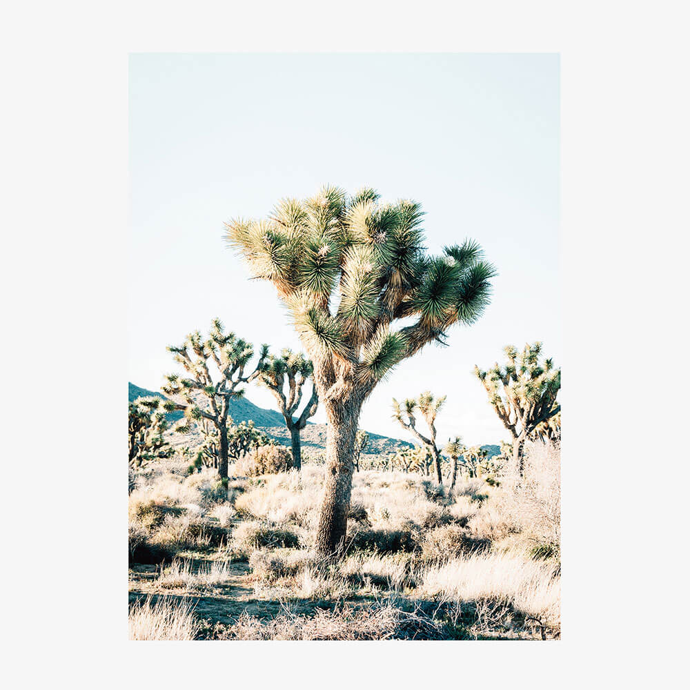 Desert Center