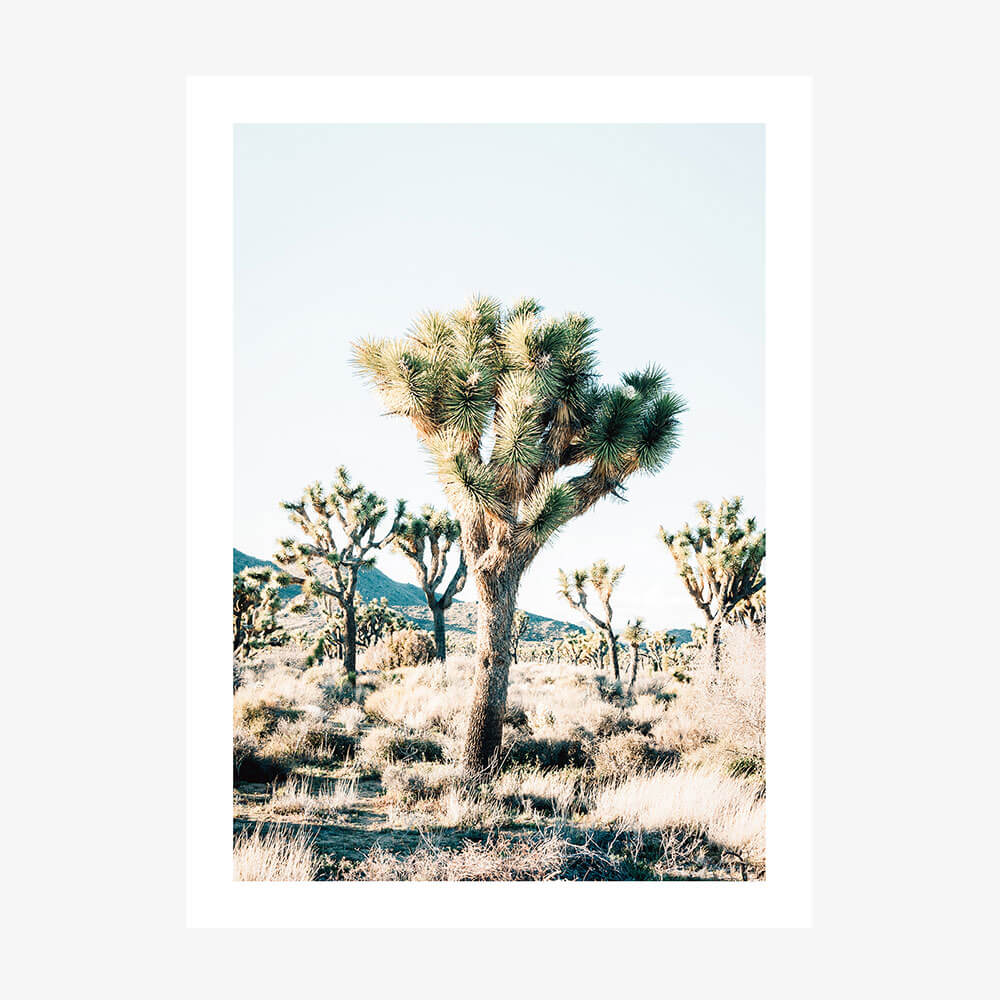 Desert Center