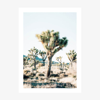 Desert Center