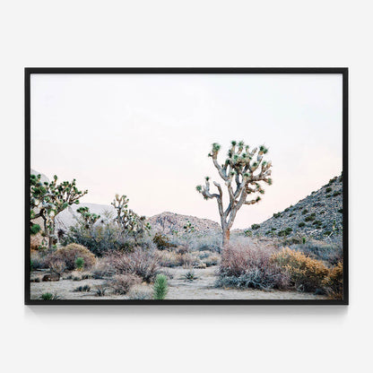 Desert Evening