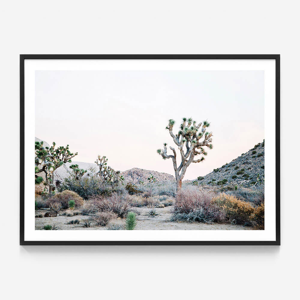 Desert Evening