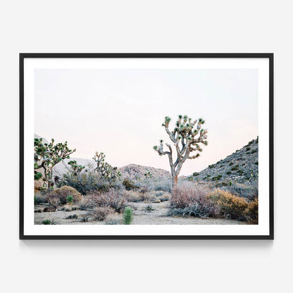 Desert Evening