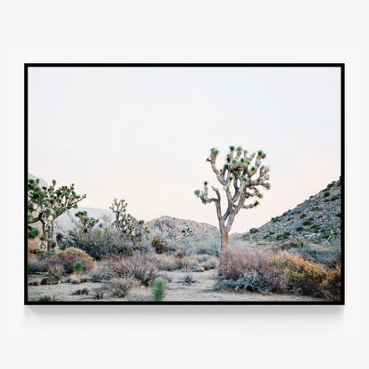 Desert Evening Canvas