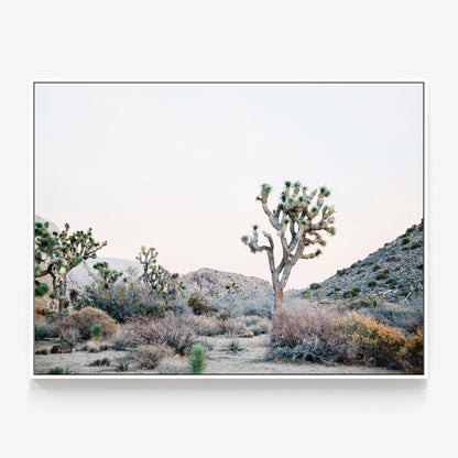 Desert Evening Canvas