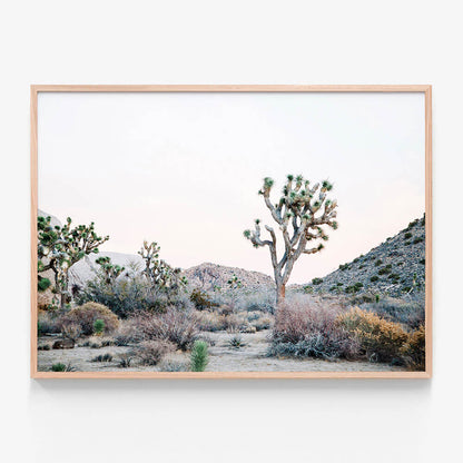 Desert Evening