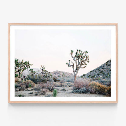 Desert Evening