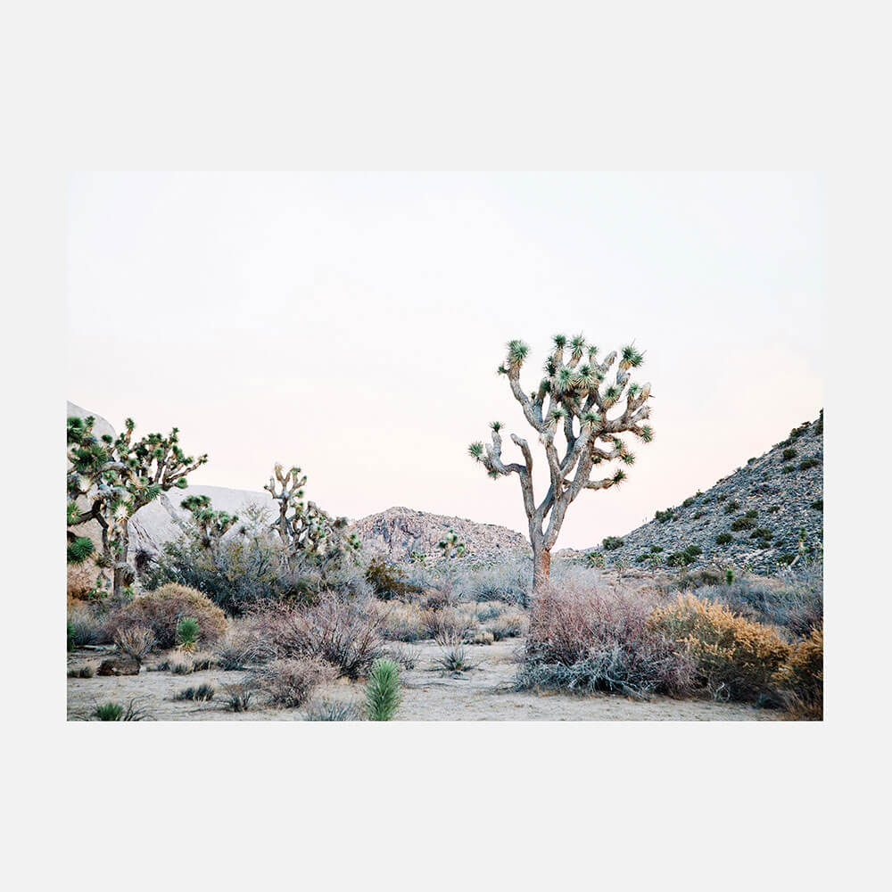 Desert Evening