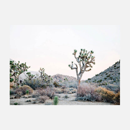 Desert Evening
