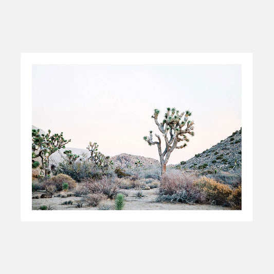 Desert Evening