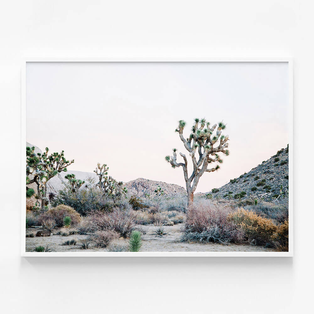 Desert Evening